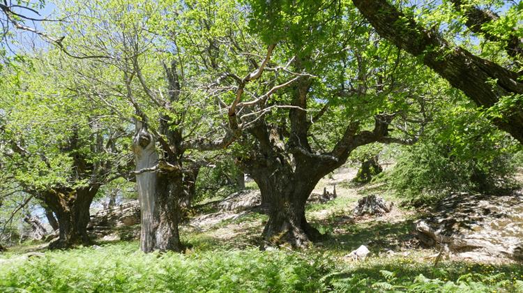 Η Principia Ολοκλήρωσε Αναδάσωση 660 Στρεμμάτων (video)